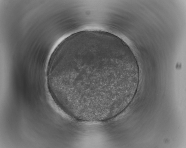 X0000089830864200707262022