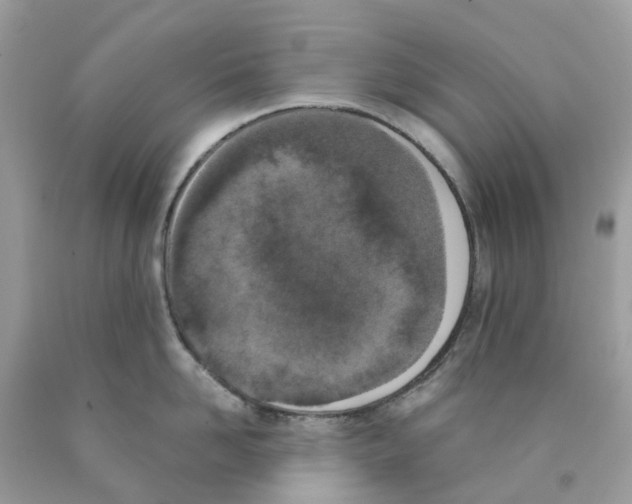 X0000089830958200707262021