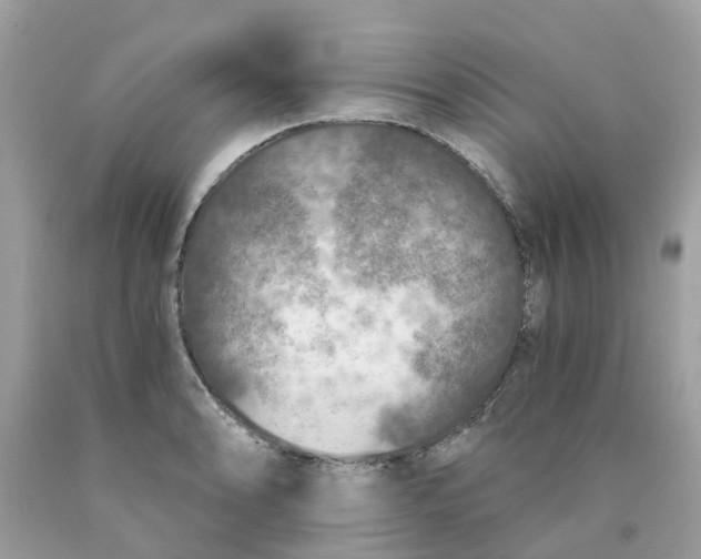 X0000089831086200707262019
