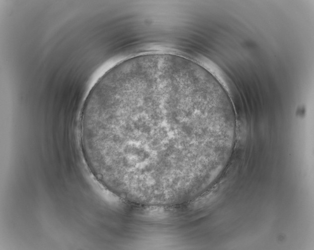 X0000089831098200707262019