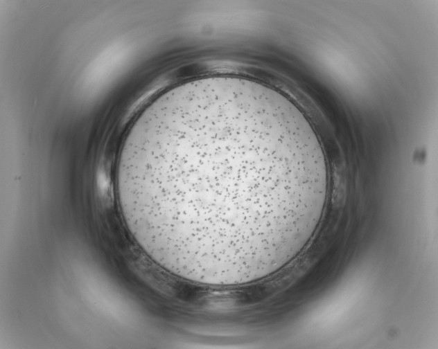 X0000089831198200707262017