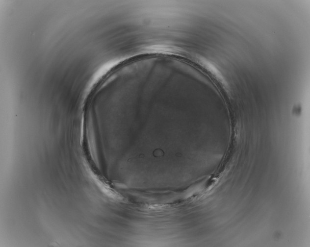 X0000089831323200707262016