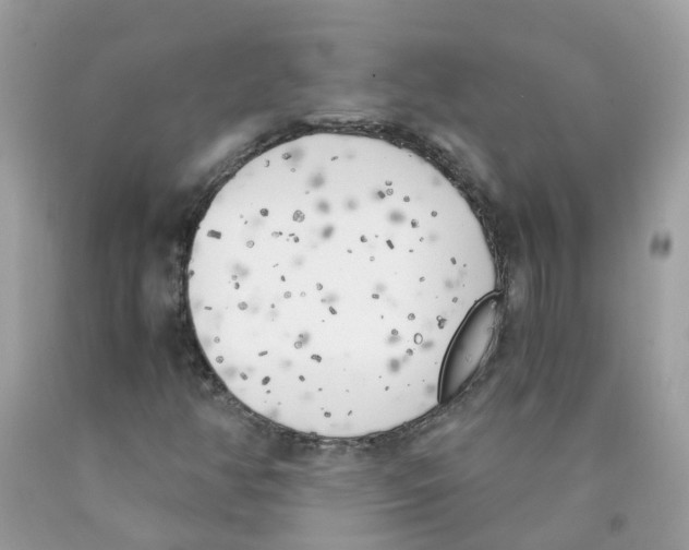 X0000089831350200707262015