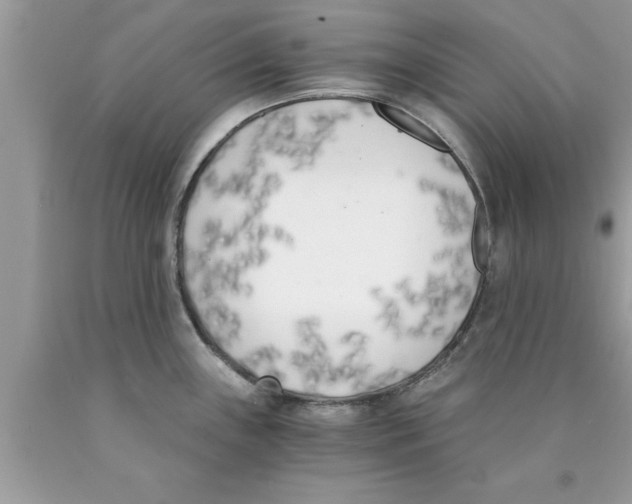 X0000089851243200707262101