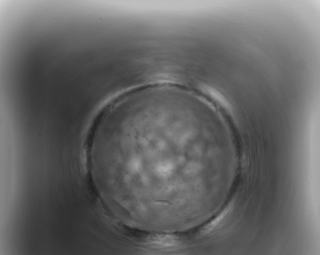 X0000089861310200707051126