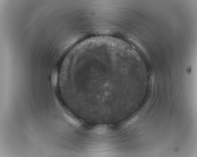 X0000089860076200707262137