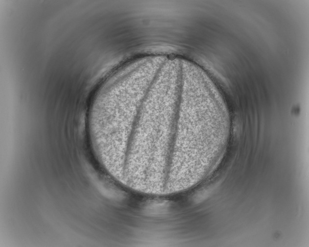 X0000089860206200707262135