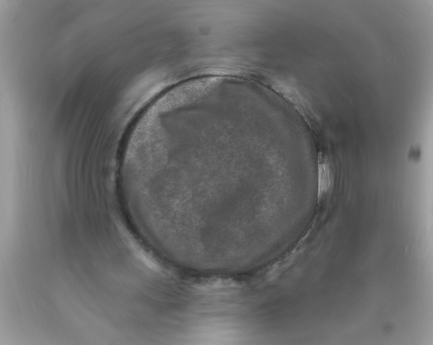 X0000089860243200707262134