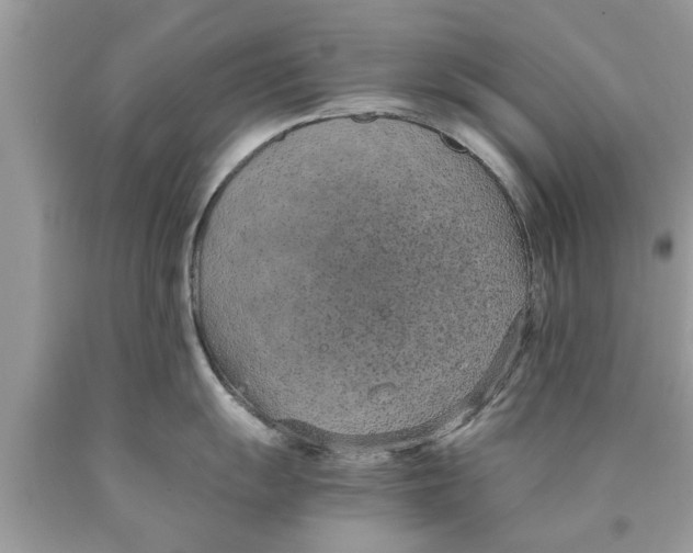 X0000089871055200707262145