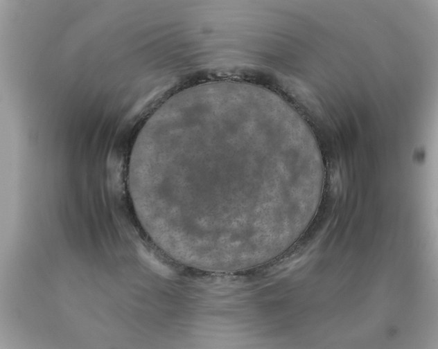 X0000089871060200707262144