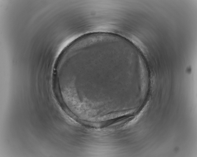 X0000089871077200707262144