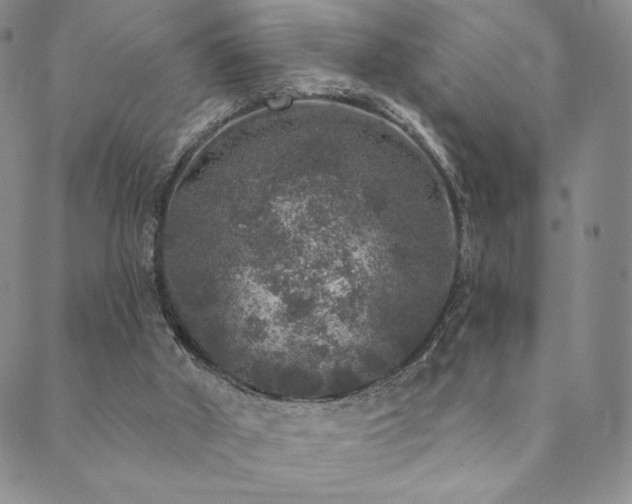 X0000089880010200706281401