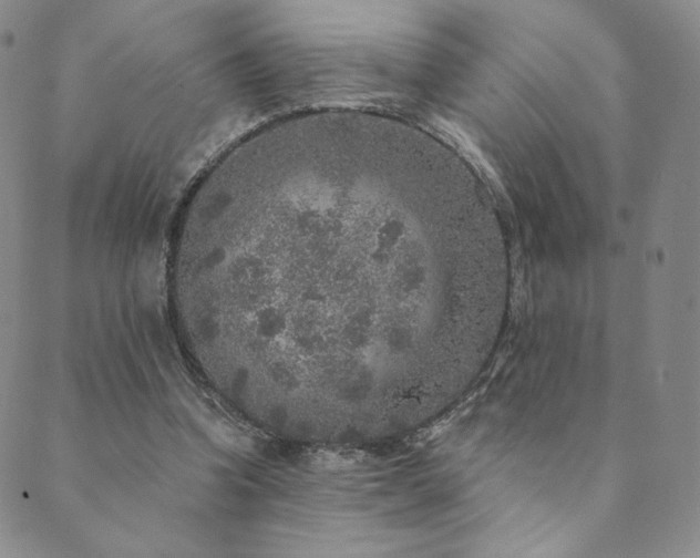 X0000089880346200706281355