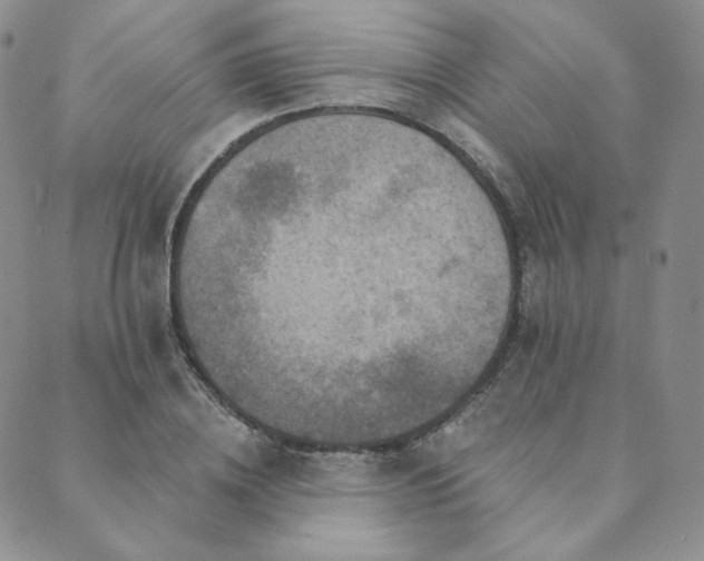 X0000089880836200706281347