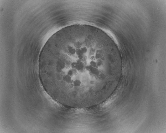 X0000089880903200706281347