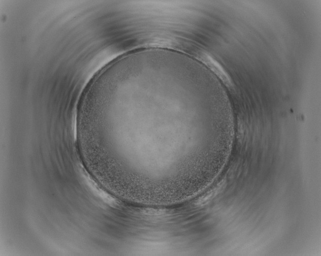 X0000089881036200706281344