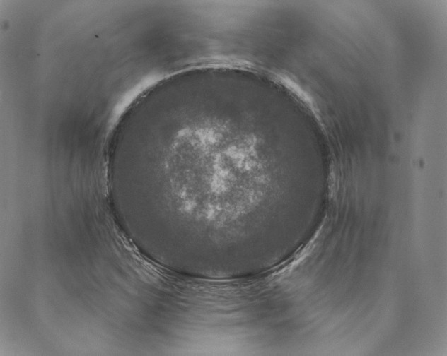 X0000089881310200706281340