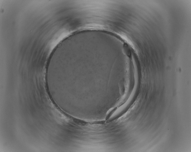 X0000089881325200706281340