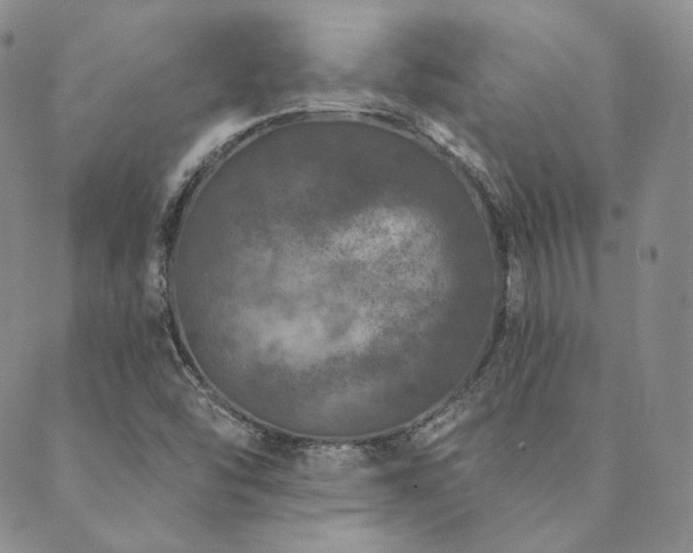 X0000089881454200706281338