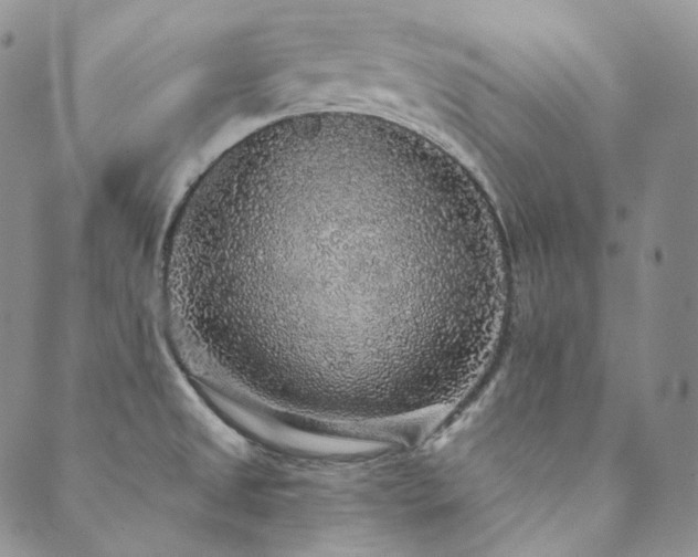 X0000089881525200706281337