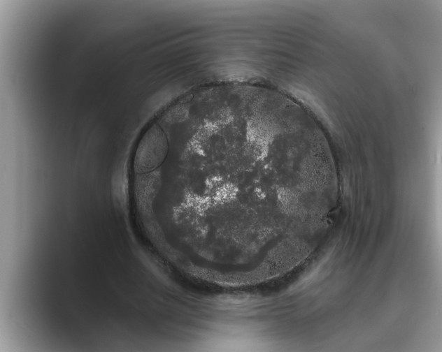 X0000089880630200707051210