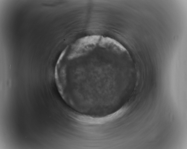 X0000089880048200707192004