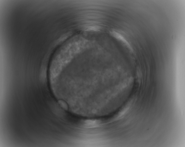 X0000089880394200707192000