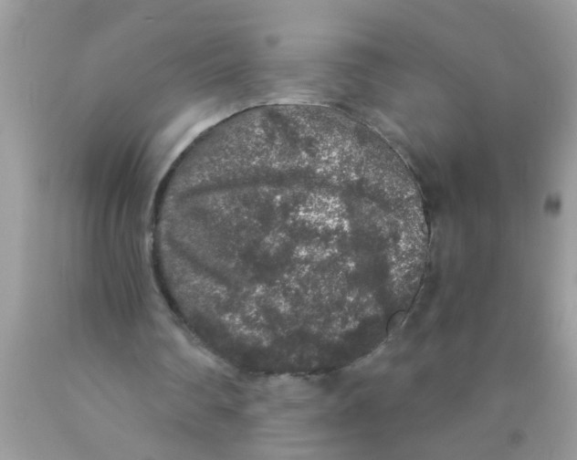 X0000089880290200707262215