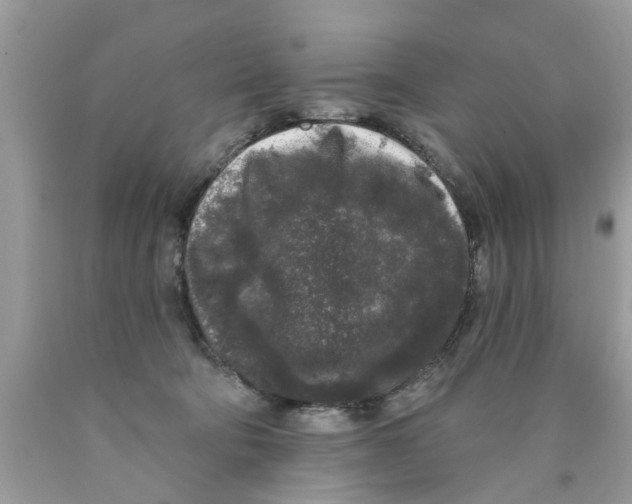 X0000089880322200707262215