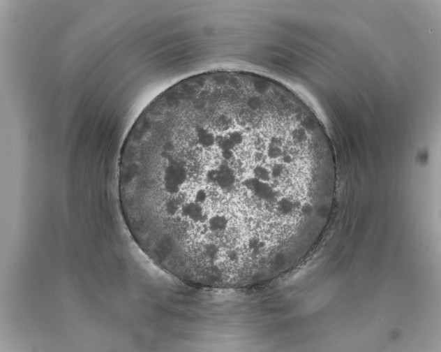 X0000089880903200707262207