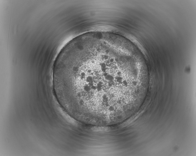 X0000089881083200707262205