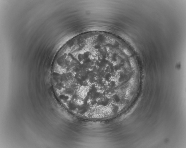 X0000089881121200707262204