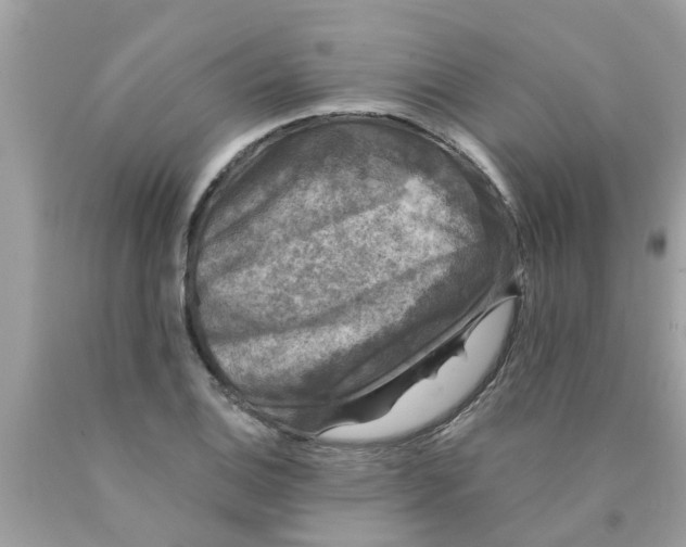 X0000089881124200707262204