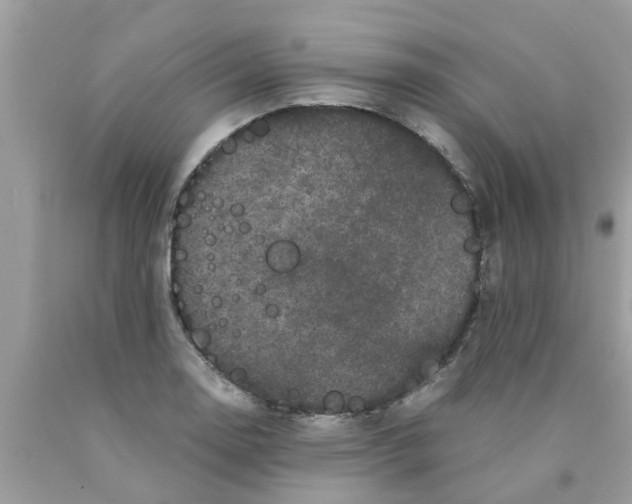 X0000089881130200707262204