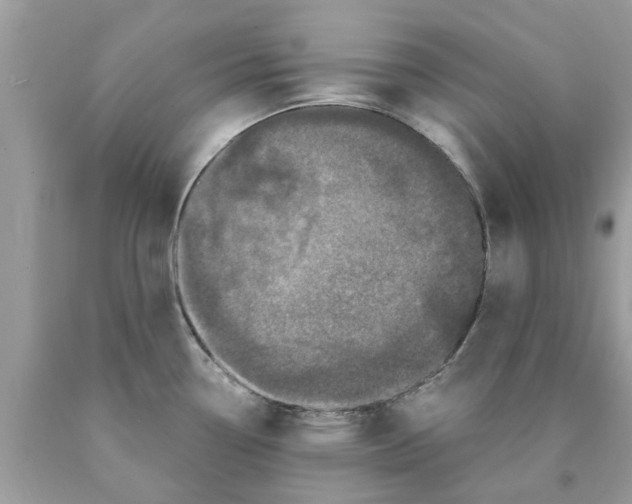 X0000089881338200707262202