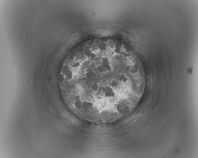 X0000089881393200707262200