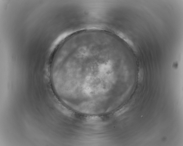 X0000089881454200707262200