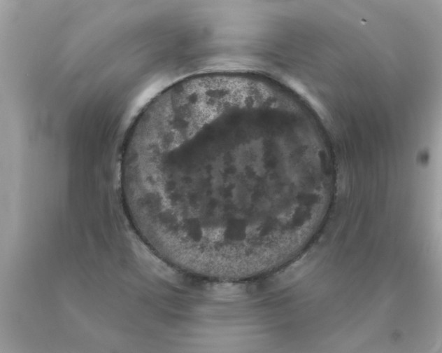 X0000089881459200707262200