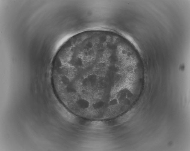 X0000089881463200707262200