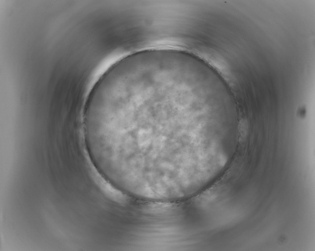 X0000089881470200707262200