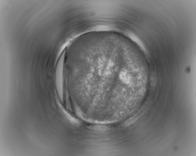 X0000089881473200707262200