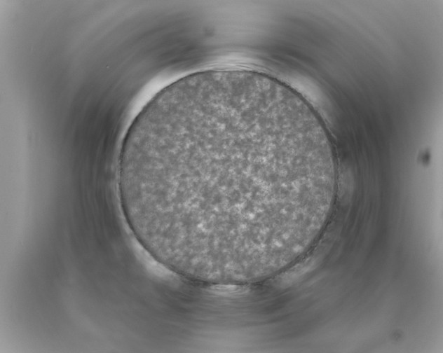 X0000089881478200707262200