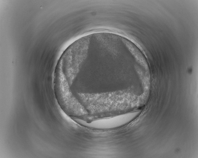 X0000089881535200707262200