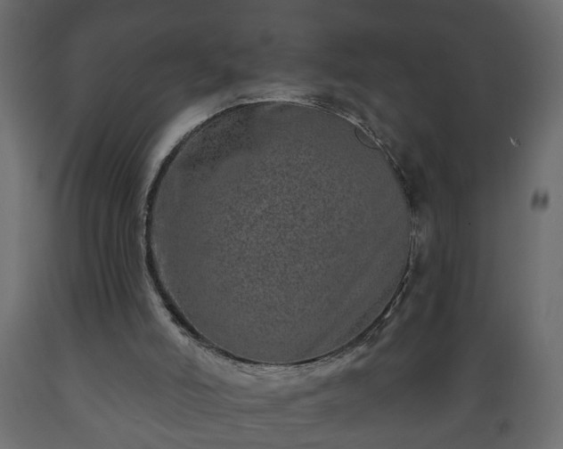 X0000089910006200707061008