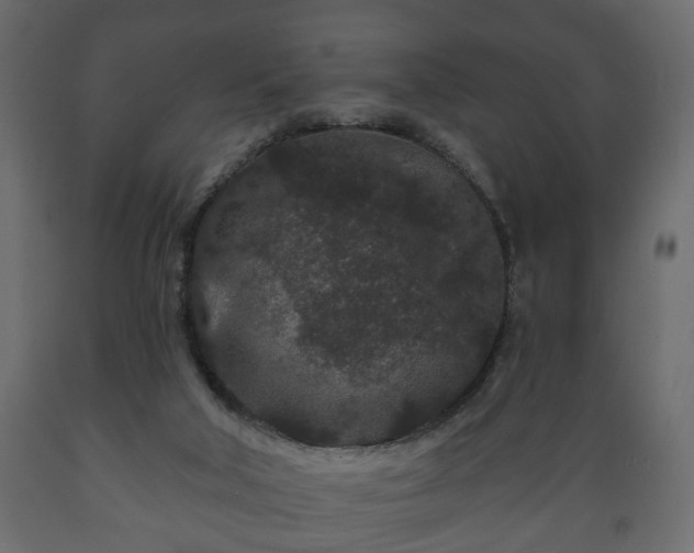 X0000089910018200707061008