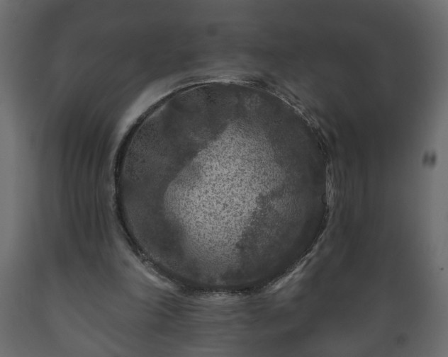 X0000089910198200707061006