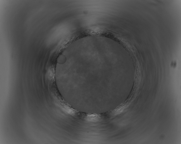 X0000089910240200707061005
