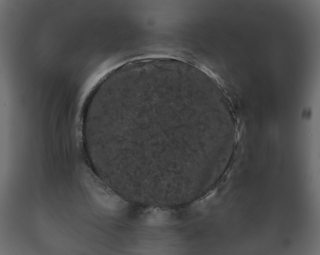 X0000089910343200707061003