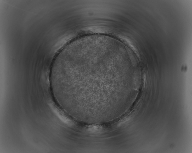 X0000089910398200707061003