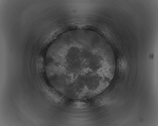 X0000089910650200707061000
